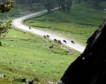 chopta hill station