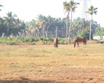 gallop_cochin_3