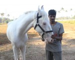 gallop_cochin_5