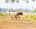 gallop_cochin_6