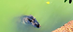 Babiya-the-crocodile-of-Ananthapura-Temple