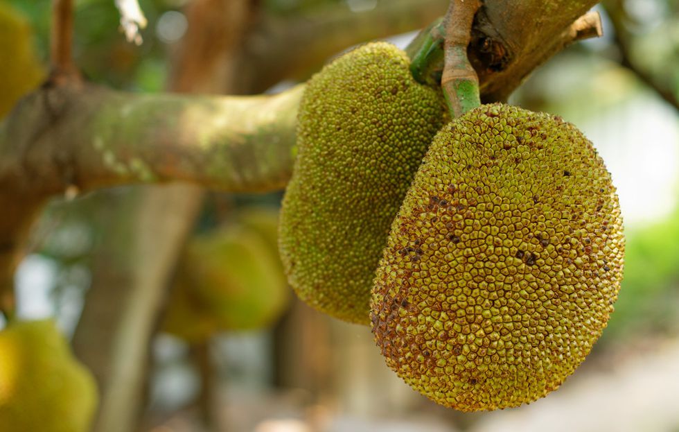 poster-what-is-jackfruit-1518010652