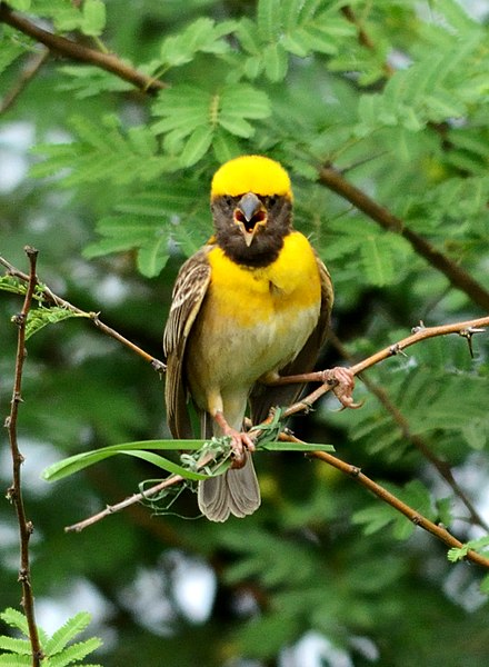 Baya Weaver