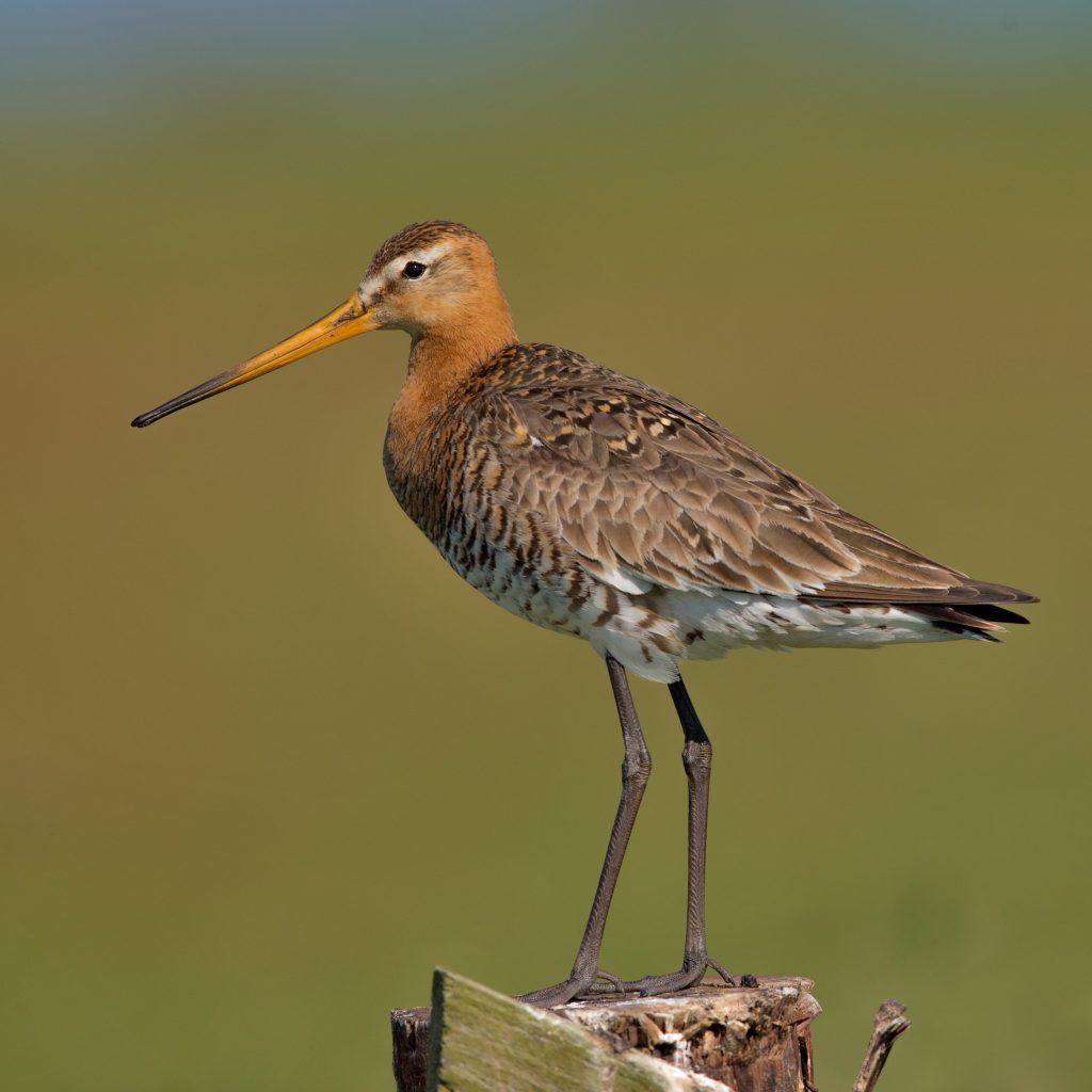 Black Tailed Godwit