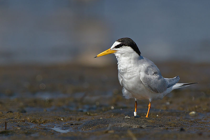 Little Tern