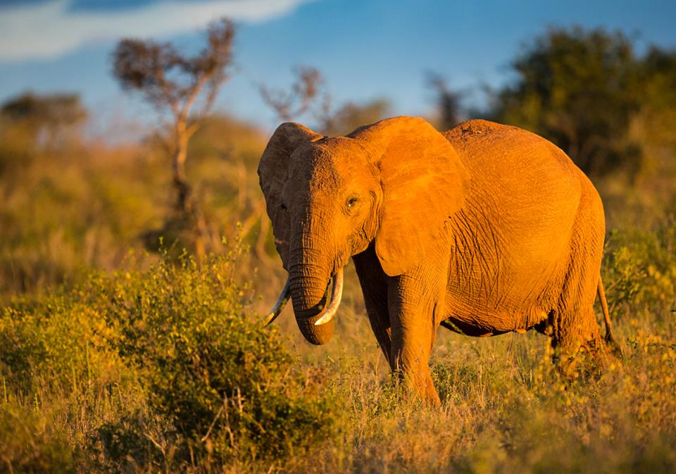 Red elephants of Tsavo - PawsTrails