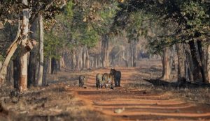 _Tadoba_teak_forest_