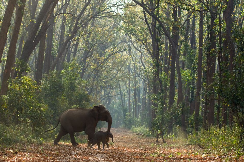 Morning shot from Corbett National Park, Uttarakhand on April 2017